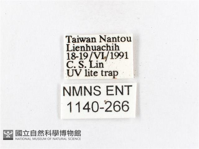 木毒蛾藏品圖，第3張