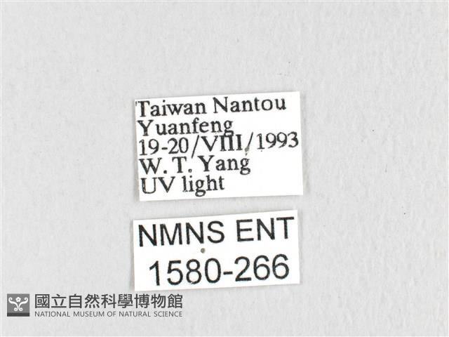 臺灣鋸紋枯葉蛾藏品圖，第3張