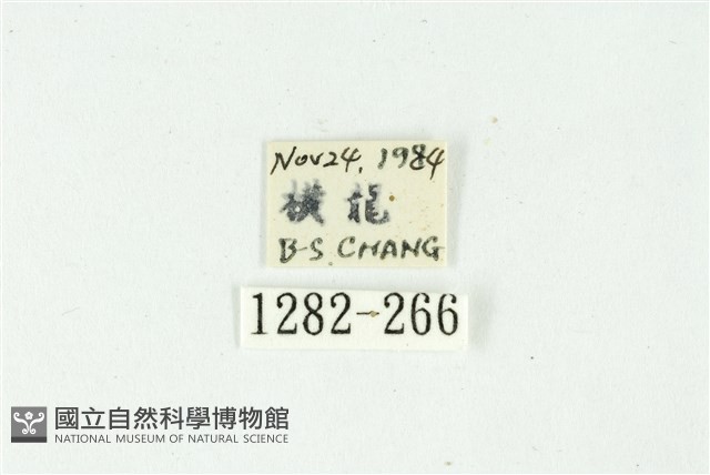 白斑散紋夜蛾藏品圖，第3張