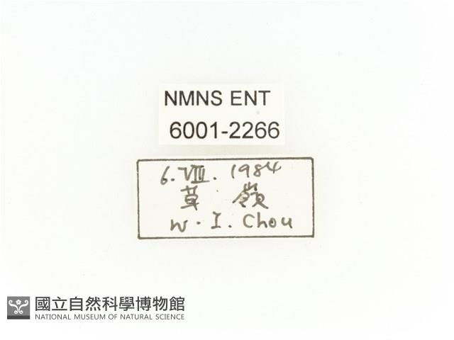 臺灣扇角金龜藏品圖，第2張