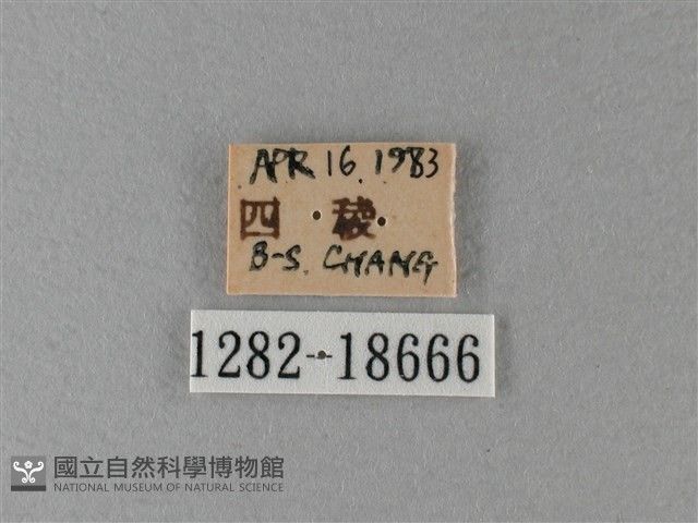 大絹斑蝶藏品圖，第3張
