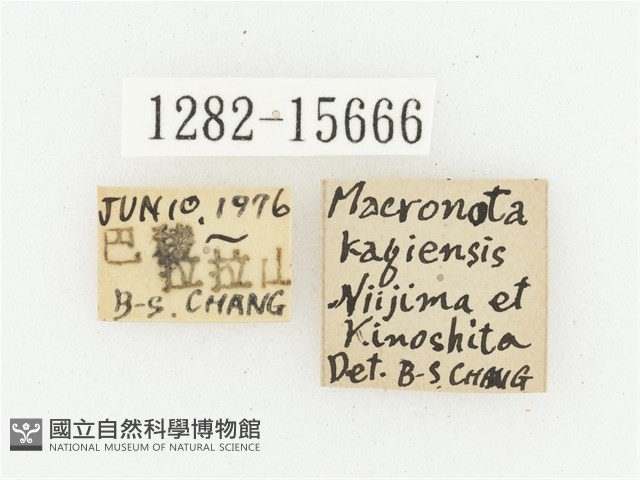 叉斑陷紋金龜藏品圖，第2張