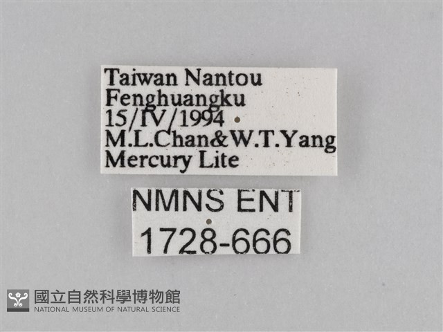 密紋波眼蝶藏品圖，第3張