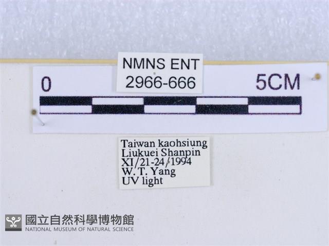 閃光苔蛾藏品圖，第3張