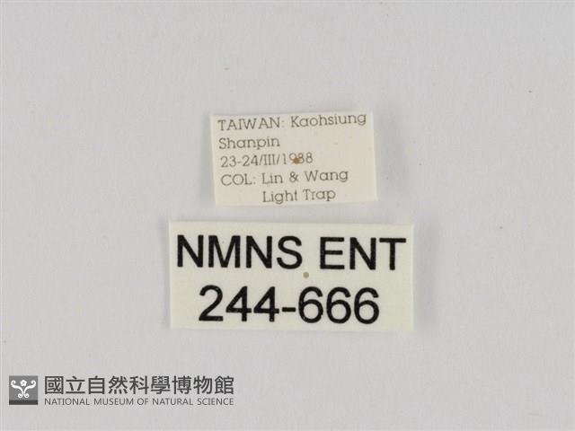 線紋篩蛾藏品圖，第3張