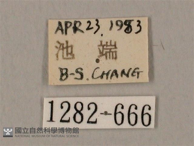 圓斑鷹翅天蛾藏品圖，第3張