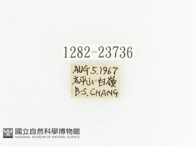 黃斑陷紋金龜藏品圖，第2張