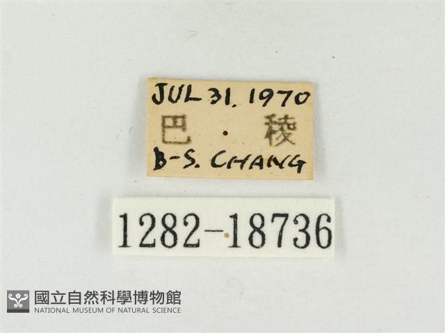 大娜波灰蝶藏品圖，第3張
