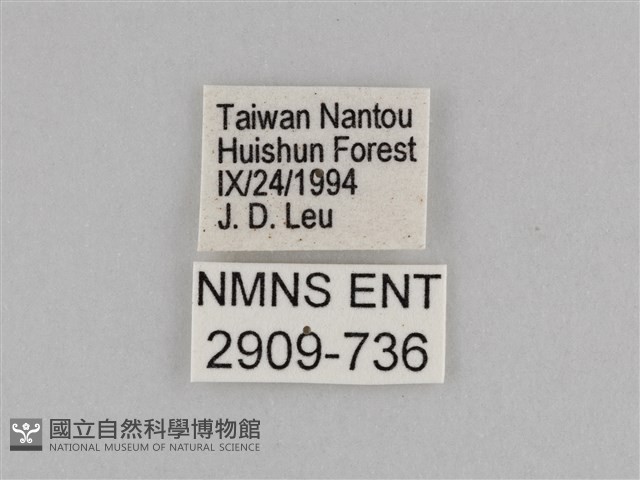 切翅眉眼蝶藏品圖，第3張