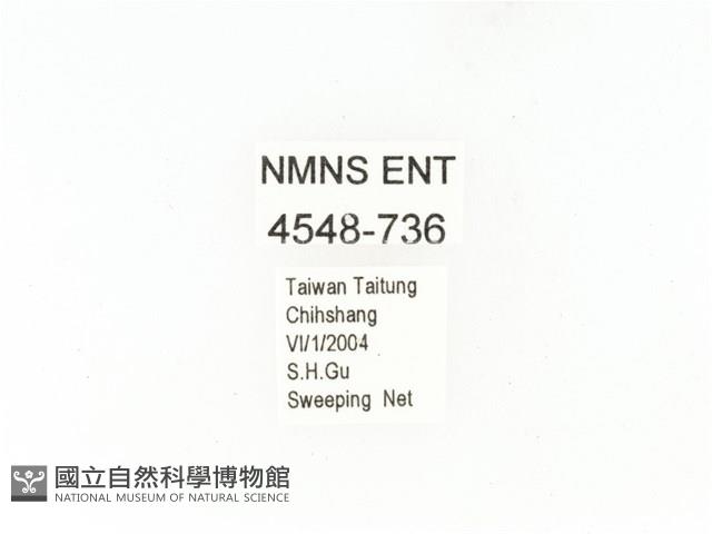 東方白點花金龜藏品圖，第2張