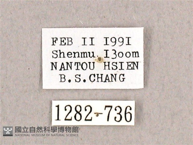 枯球籮紋蛾藏品圖，第3張