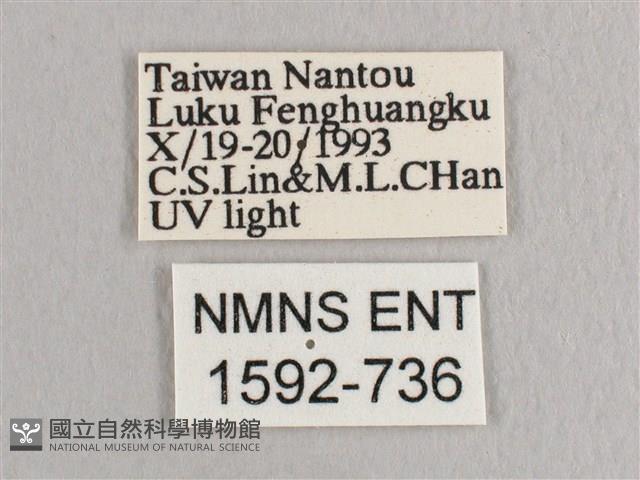 接骨木帶鉤蛾藏品圖，第3張