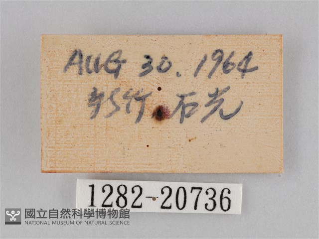 小波眼蝶藏品圖，第3張