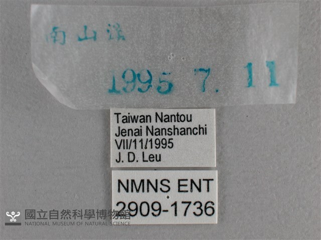 小雙尾蛺蝶藏品圖，第3張