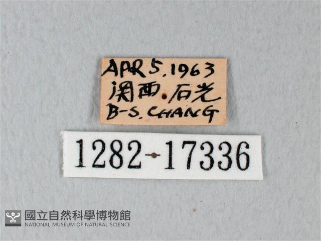 緣點白粉蝶藏品圖，第3張