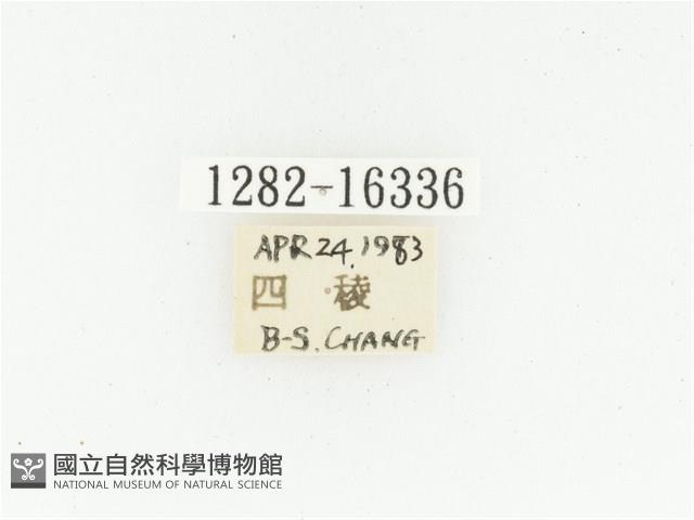 黑斑陷紋金龜藏品圖，第2張