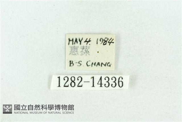 粉紅帶散紋夜蛾藏品圖，第3張