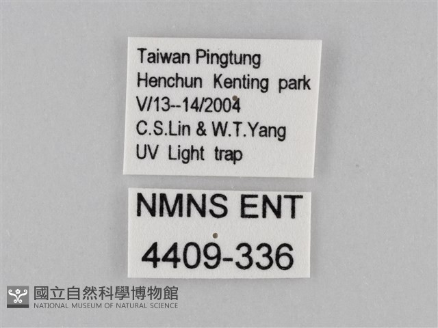 淡紋青斑蝶藏品圖，第3張