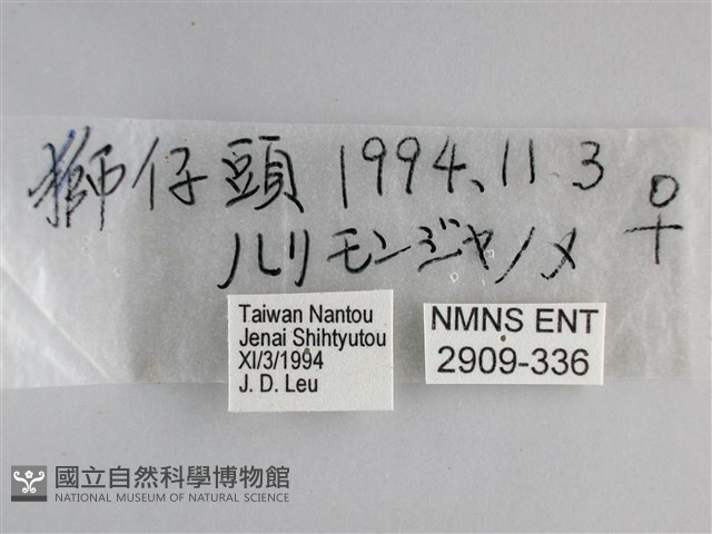 藍紋鋸眼蝶藏品圖，第3張