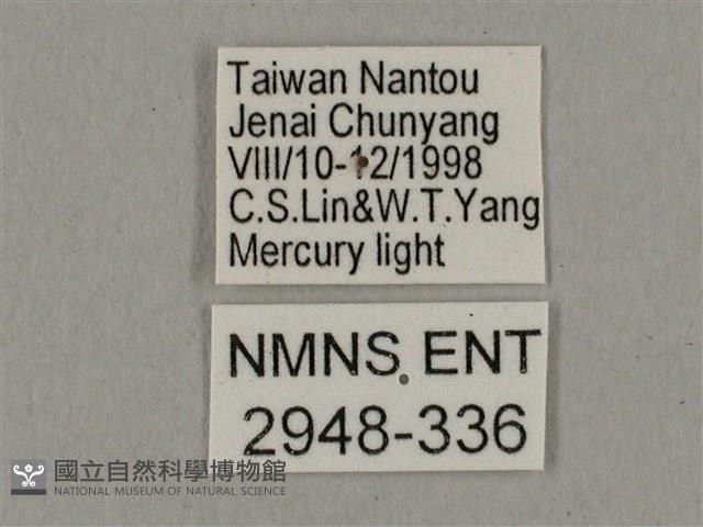 廣東鷹翅天蛾藏品圖，第3張