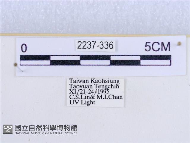 閃光苔蛾藏品圖，第3張