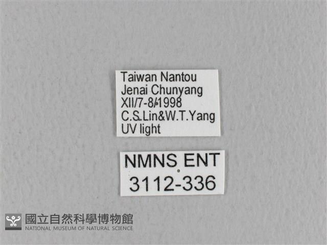 青枯葉蛾藏品圖，第3張