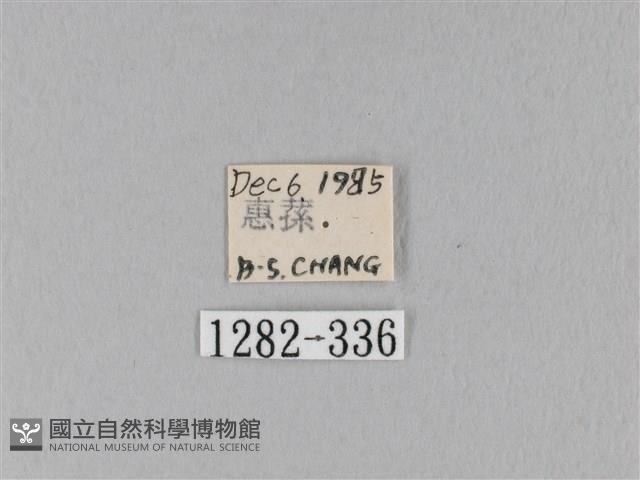 馬尾松枯葉蛾藏品圖，第3張