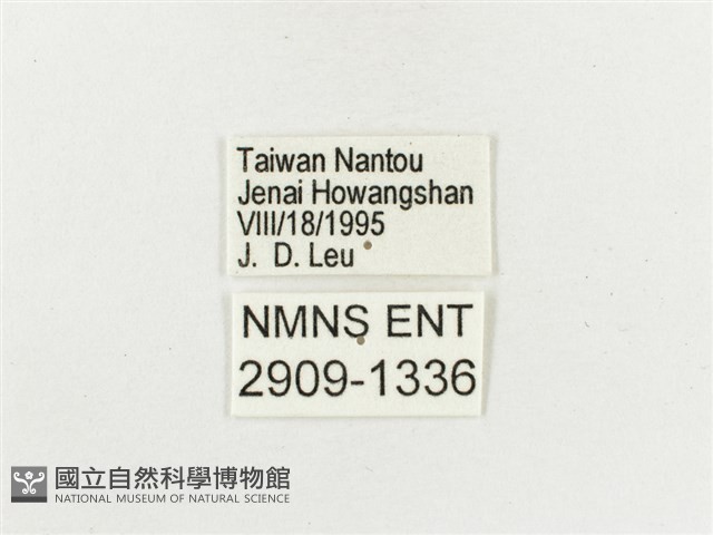 白斑蔭眼蝶藏品圖，第3張