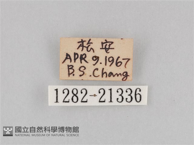 大波眼蝶藏品圖，第3張