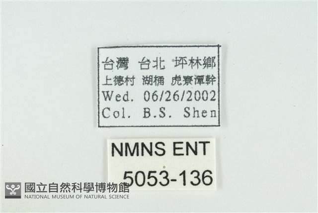 東方喙蝶藏品圖，第3張