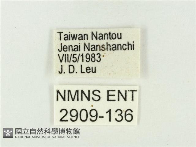 白點褐蜆蝶藏品圖，第3張