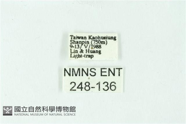 三色豔苔蛾藏品圖，第3張