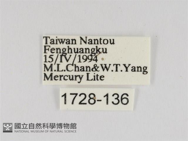 線紋篩蛾藏品圖，第3張