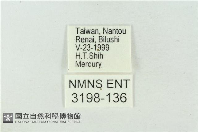 粉太波紋蛾藏品圖，第3張