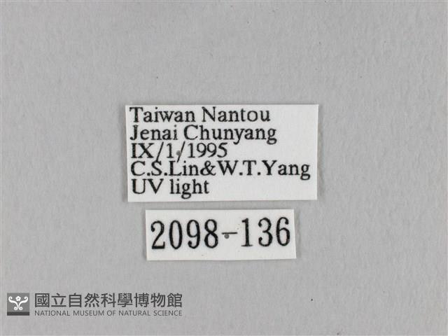 淡紋斜帶枯葉蛾藏品圖，第3張