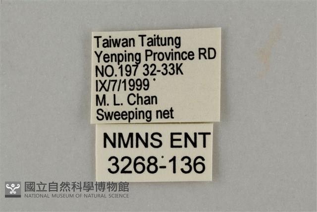 藍灰蝶沖繩亞種藏品圖，第3張
