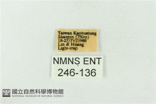 基褐綠刺蛾藏品圖，第3張