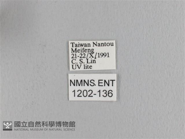 波紋枯葉蛾藏品圖，第3張