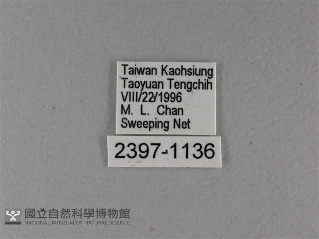 小星弄蝶藏品圖，第3張