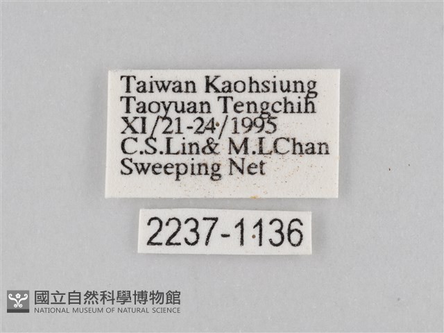 豆環蛺蝶藏品圖，第3張