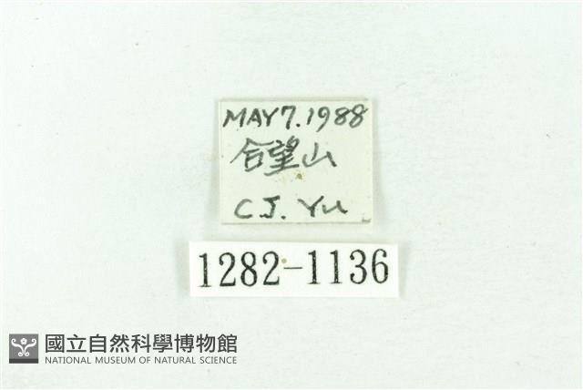 臺雪苔蛾藏品圖，第3張