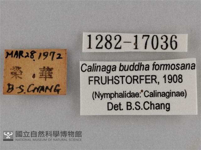 臺灣絹蛺蝶藏品圖，第3張