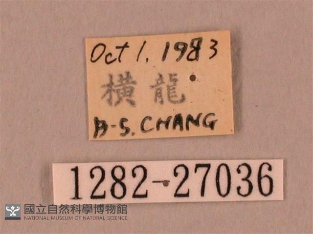 裂斑鷹翅天蛾藏品圖，第3張