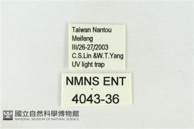 連珠波紋蛾藏品圖，第3張