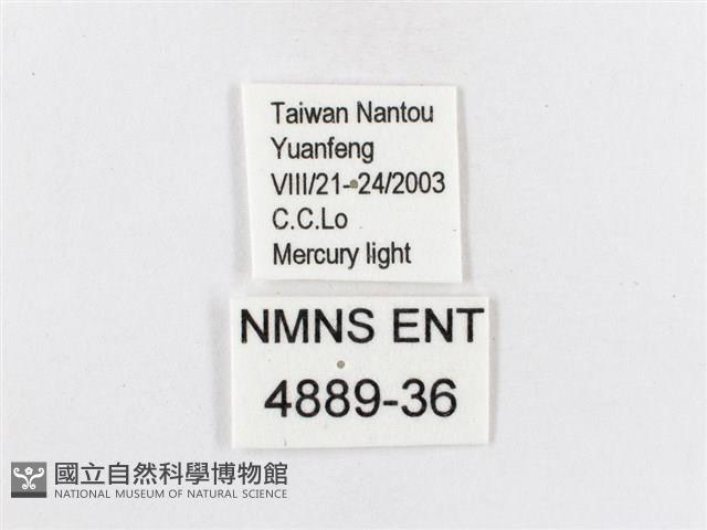 蓬萊茶斑蛾藏品圖，第3張