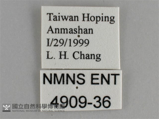 金鎧蛺蝶藏品圖，第3張