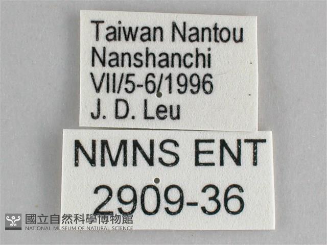 鋸粉蝶藏品圖，第3張