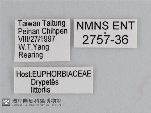 雲紋尖粉蝶藏品圖，第3張