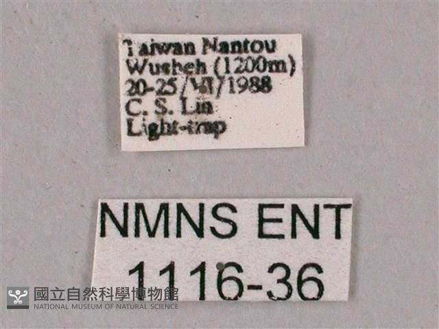 榆綠天蛾藏品圖，第3張