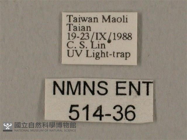 裂斑鷹翅天蛾藏品圖，第3張